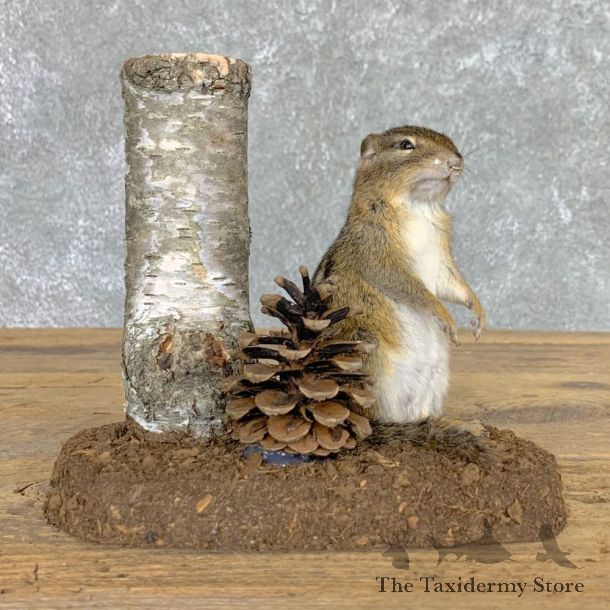 Chipmunk Life-Size Mount For Sale #22447 @ The Taxidermy Store