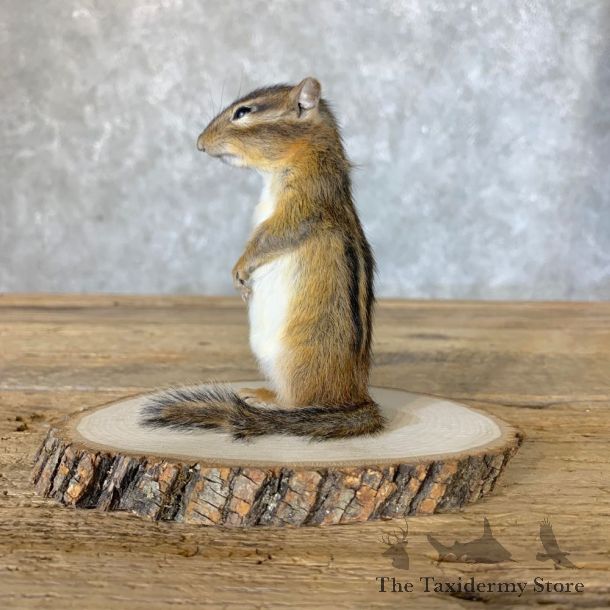 Chipmunk Life-Size Mount For Sale #22634 @ The Taxidermy Store