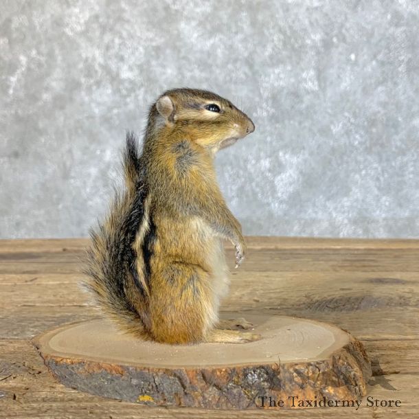 Chipmunk Life-Size Mount For Sale #22636 @ The Taxidermy Store