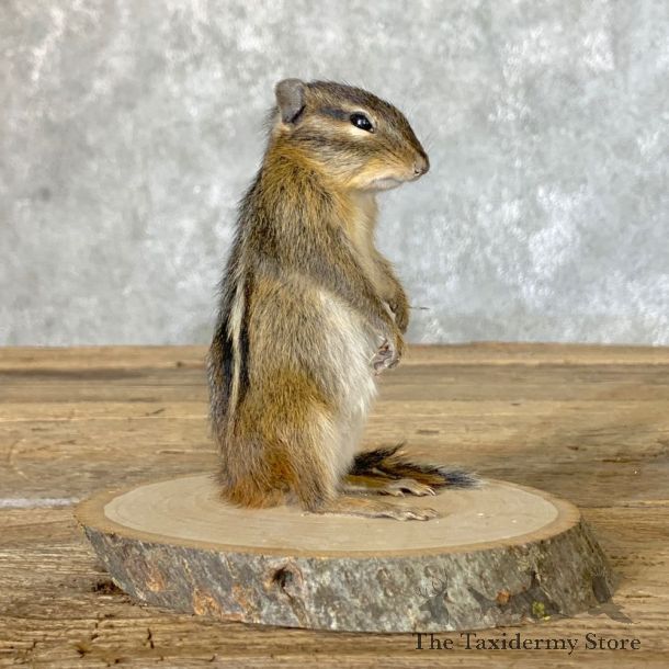 Chipmunk Life-Size Mount For Sale #22637 @ The Taxidermy Store
