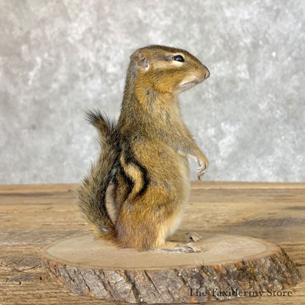 Chipmunk Life-Size Mount For Sale #22639 @ The Taxidermy Store