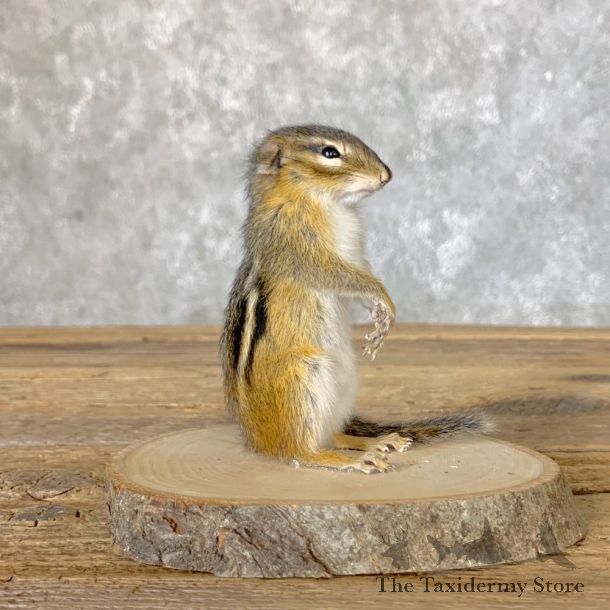 Chipmunk Life-Size Mount For Sale #22640 @ The Taxidermy Store
