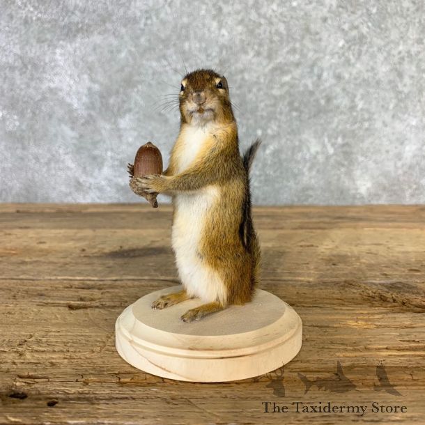 Chipmunk Life-Size Mount For Sale #23230 @ The Taxidermy Store