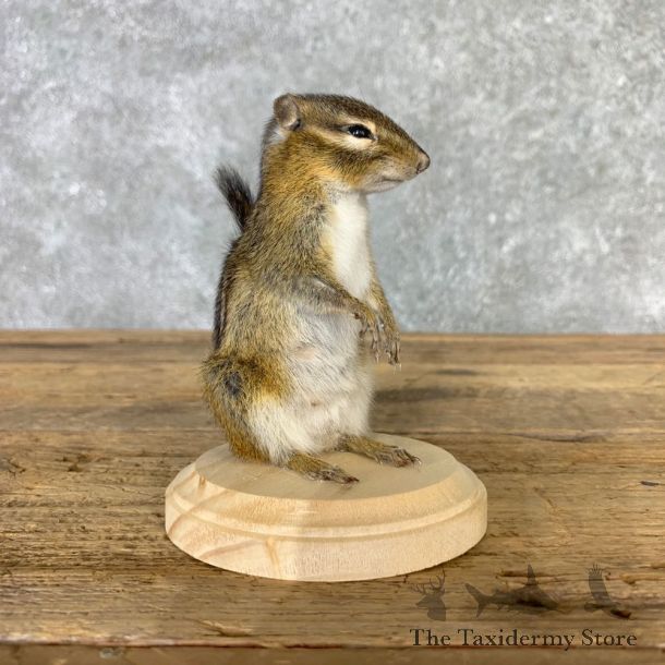 Chipmunk Life-Size Mount For Sale #23234 @ The Taxidermy Store