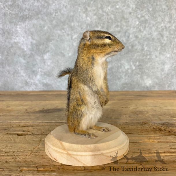 Chipmunk Life-Size Mount For Sale #23235 @ The Taxidermy Store