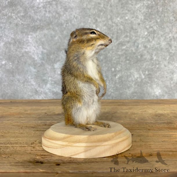 Chipmunk Life-Size Mount For Sale #23236 @ The Taxidermy Store