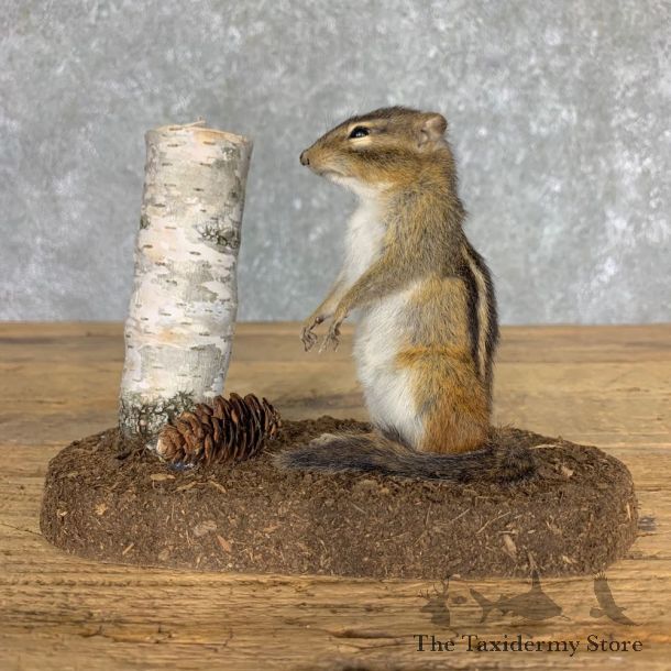 Chipmunk Life-Size Mount For Sale #23473 @ The Taxidermy Store