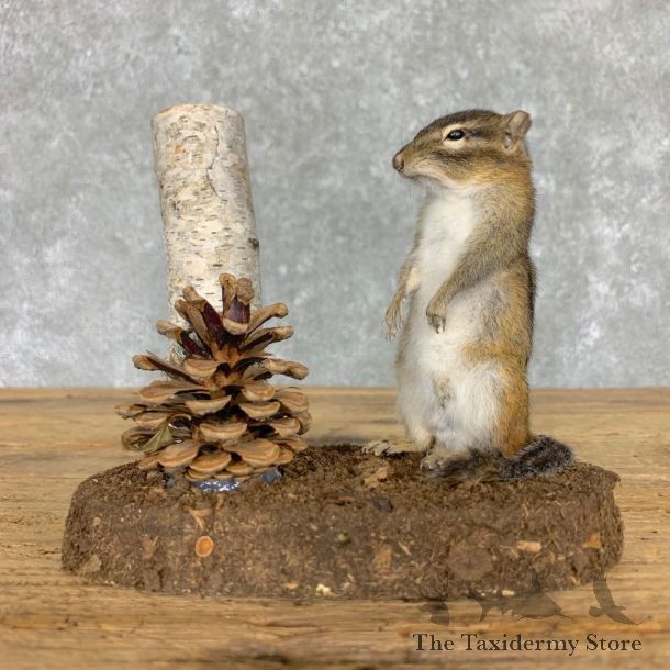 Chipmunk Life-Size Mount For Sale #23474 @ The Taxidermy Store