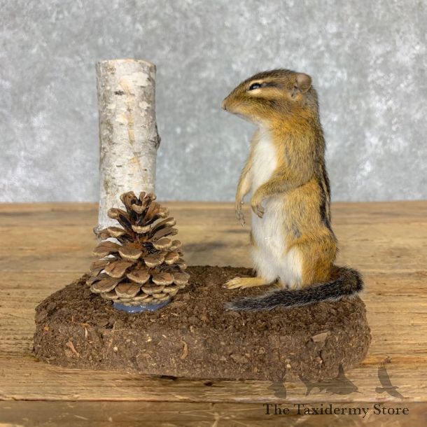 Chipmunk Life-Size Mount For Sale #23475 @ The Taxidermy Store
