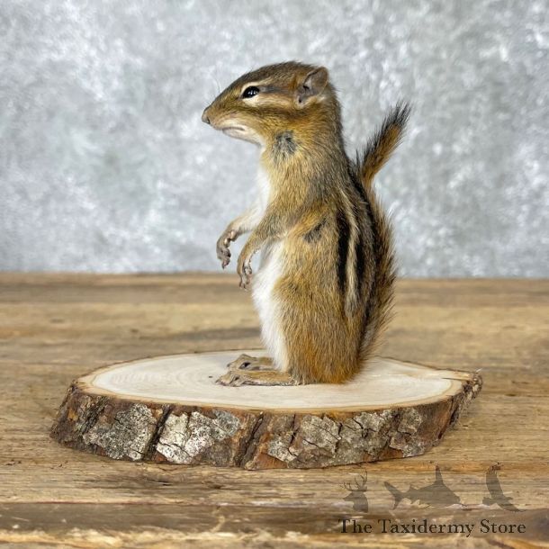 Chipmunk Life-Size Mount For Sale #24077 @ The Taxidermy Store