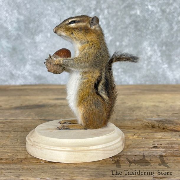 Chipmunk Life-Size Mount For Sale #24081 @ The Taxidermy Store