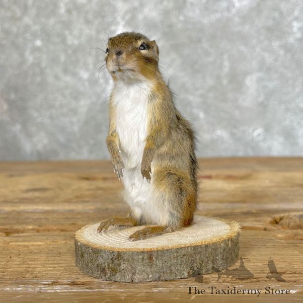 Chipmunk Life-Size Mount For Sale #24583 @ The Taxidermy Store