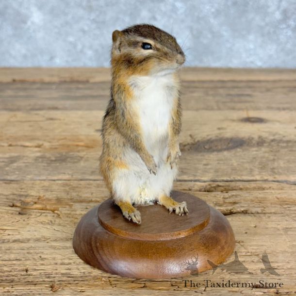 Chipmunk Life-Size Mount For Sale #28943 @ The Taxidermy Store