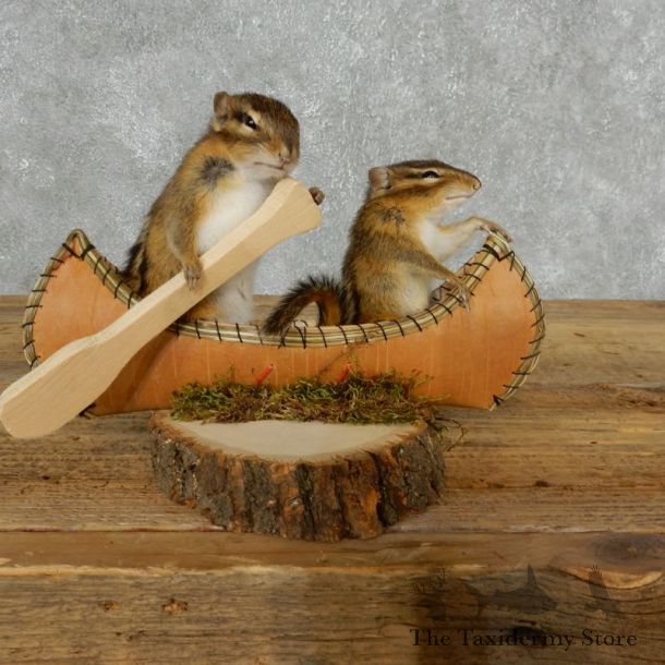 Canoeing  Chipmunks Novelty Mount For Sale #18170 @ The Taxidermy Store