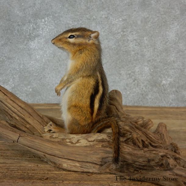Chipmunk Life-Size Mount For Sale #17134 @ The Taxidermy Store