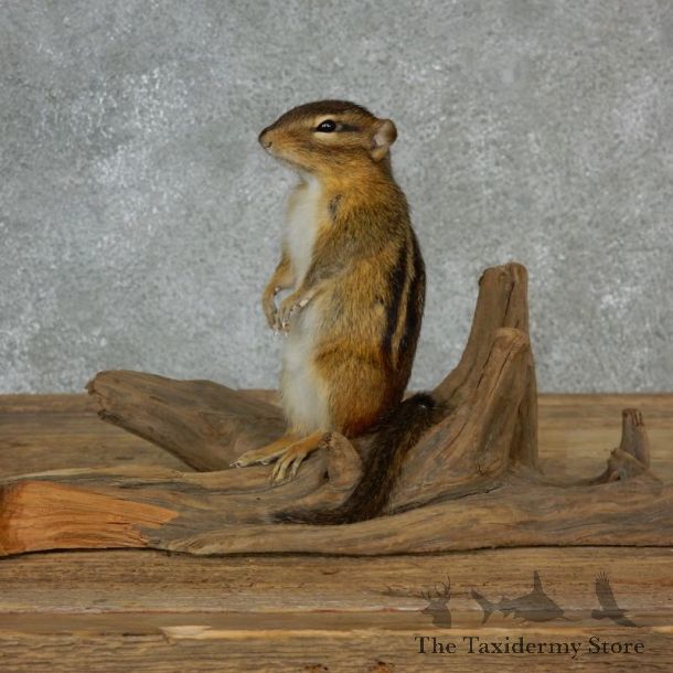 Chipmunk Life-Size Mount For Sale #17135 @ The Taxidermy Store