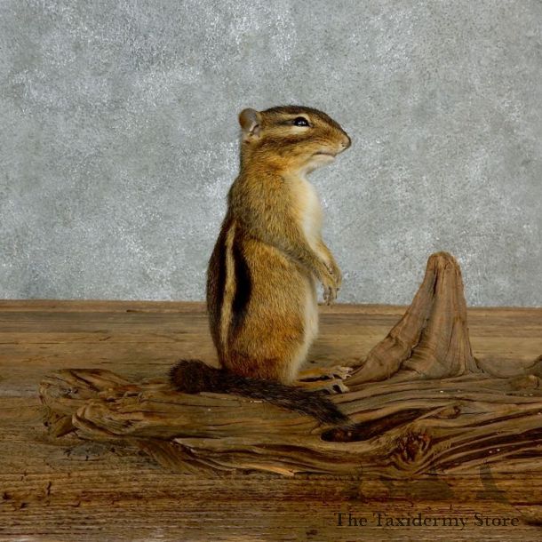 Chipmunk Life-Size Mount For Sale #17136 @ The Taxidermy Store