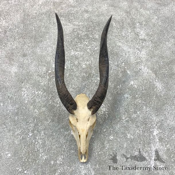 Chobe Bushbuck Skull & Horn Mount #23697 For Sale @ The Taxidermy Store