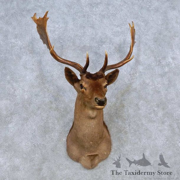Chocolate Fallow Deer Shoulder Mount For Sale #14571 @ The Taxidermy Store
