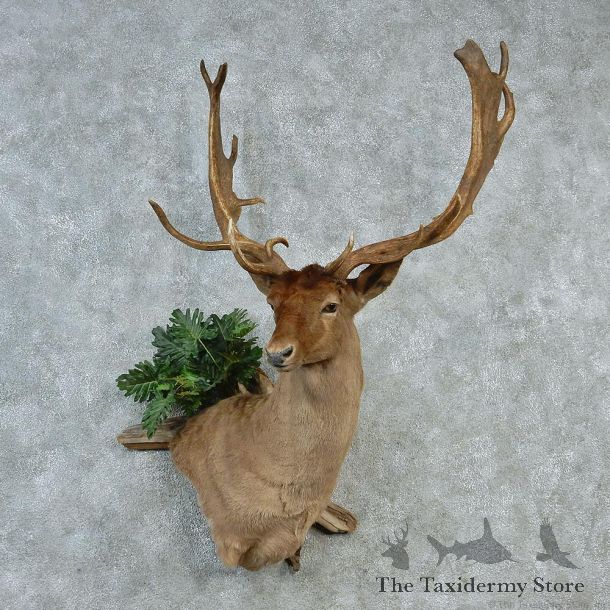 Chocolate Fallow Deer Wall Pedestal Taxidermy Mount M1 #12822 For Sale @ The Taxidermy Store