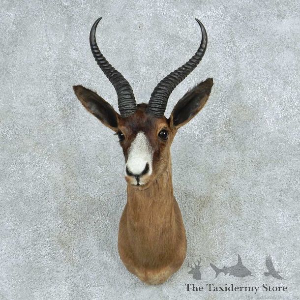 African Black Springbok Shoulder Mount #13714 For Sale @ The Taxidermy Store