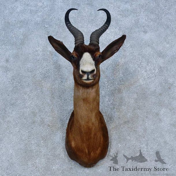 Chocolate Springbok Shoulder Mount For Sale #15286 @ The Taxidermy Store