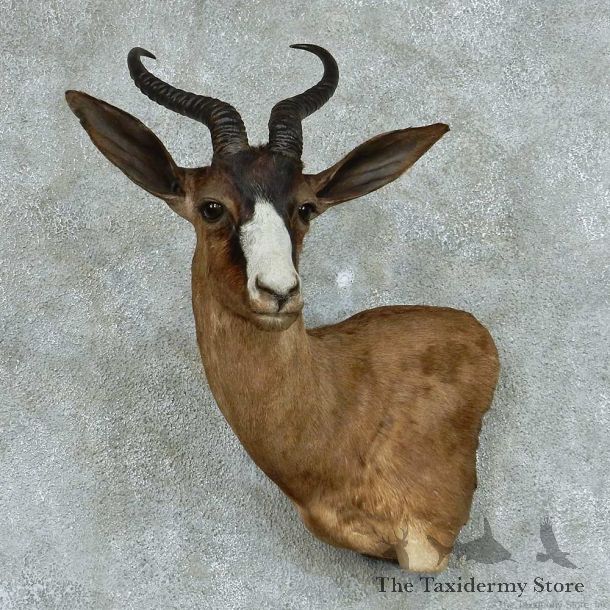 Chocolate Springbok Shoulder Taxidermy Mount #13310 For Sale @ The Taxidermy Store
