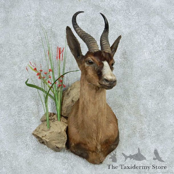Chocolate African Springbok Shoulder Mount #13476 For Sale @ The Taxidermy Store