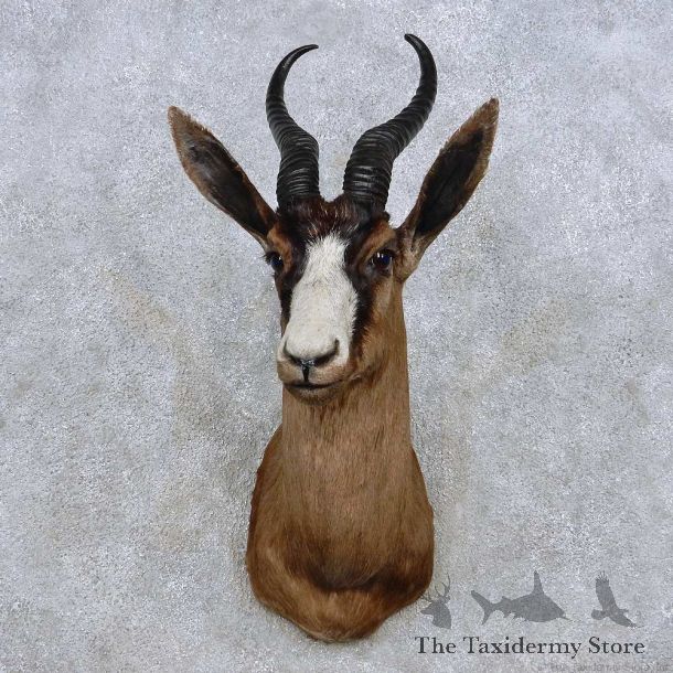 Black Springbok Shoulder Mount For Sale #14245 @ The Taxidermy Store