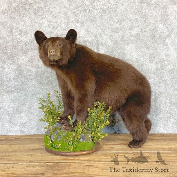 Chocolate Black Bear Cub Mount For Sale #22364 @ The Taxidermy Store