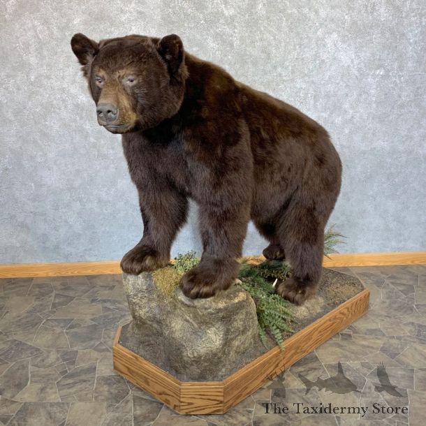 Chocolate Black Bear Life-Size Mount For Sale #23873 @ The Taxidermy Store