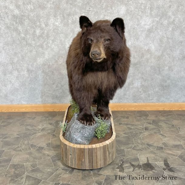 Chocolate Black Bear Life-Size Mount For Sale #27648 @ The Taxidermy Store