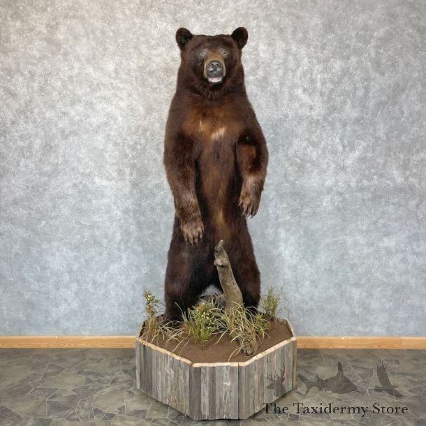 Chocolate Black Bear Life-Size Mount For Sale #28331 @ The Taxidermy Store