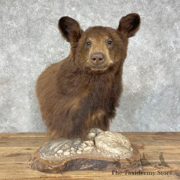 Black Bear Pedestal Mount For Sale #25663 @ The Taxidermy Store
