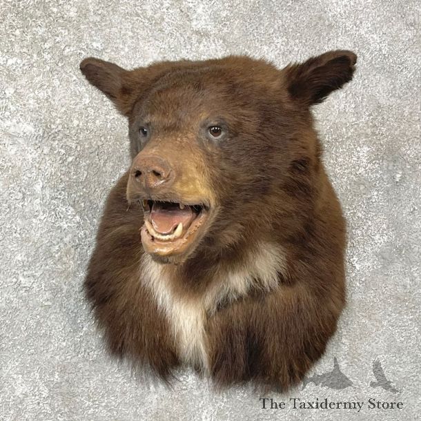 Chocolate Black Bear Shoulder Mount For Sale #24764 @ The Taxidermy Store