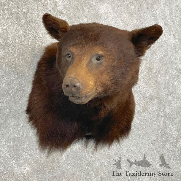 Chocolate Black Bear Shoulder Mount For Sale #24765 @ The Taxidermy Store