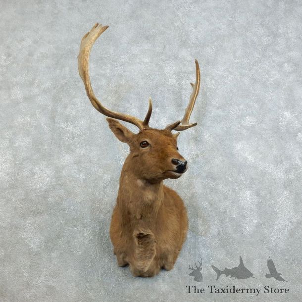 Chocolate Fallow Deer Shoulder Mount For Sale #18533 @ The Taxidermy Store