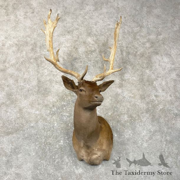 Chocolate Fallow Deer Shoulder Mount For Sale #24992 @ The Taxidermy Store