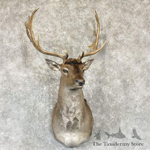 Chocolate Fallow Deer Shoulder Mount For Sale #26319 @ The Taxidermy Store