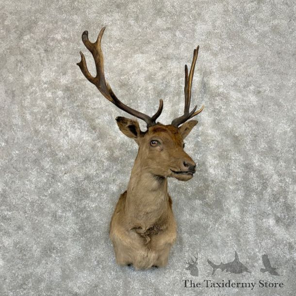 Chocolate Fallow Deer Shoulder Mount For Sale #29041 @ The Taxidermy Store
