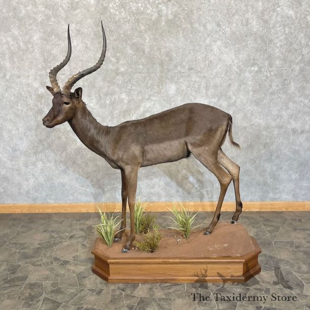 Chocolate Black Impala Life Size Mount For Sale #27726 @ The Taxidermy Store
