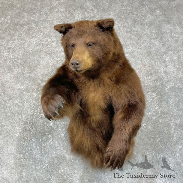 Chocolate Phase Black Bear Half-Life-Size Mount For Sale #25668 @ The Taxidermy Store
