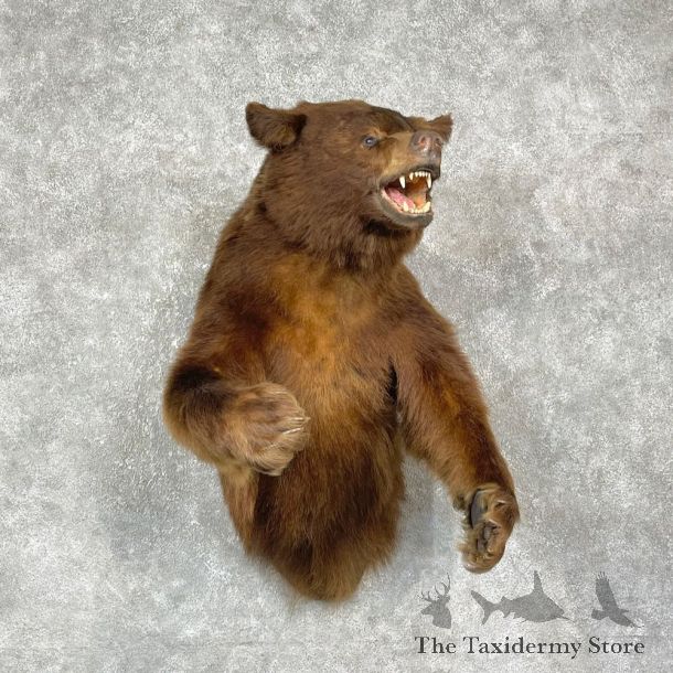 Chocolate Phase Black Bear Half-Life-Size Mount For Sale #25409 @ The Taxidermy Store
