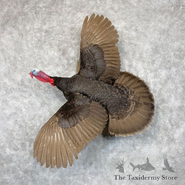 Chocolate Slate Turkey Bird Mount For Sale #28554 @ The Taxidermy Store
