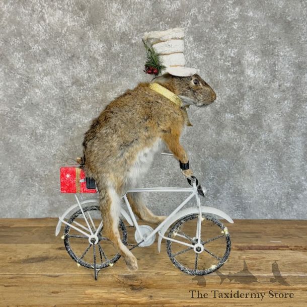 Christmas Rabbit Novelty Mount For Sale #28898 @ The Taxidermy Store