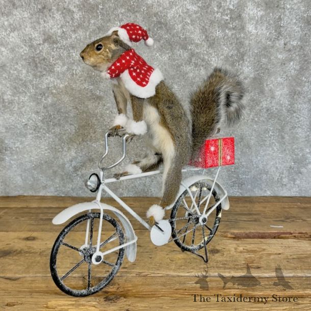 Christmas Squirrel Novelty Mount For Sale #28897 @ The Taxidermy Store