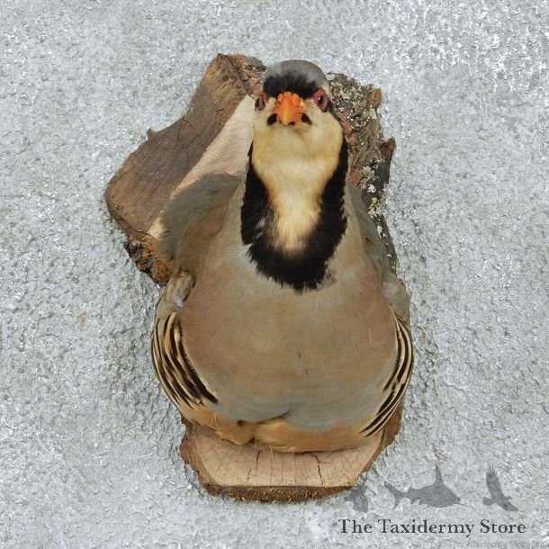 Chukar Partridge Shoulder Mount #13093 For Sale @ The Taxidermy Store