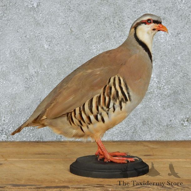 Chukar Partridge Life Size Taxidermy Mount #13095 For Sale @ The Taxidermy Store