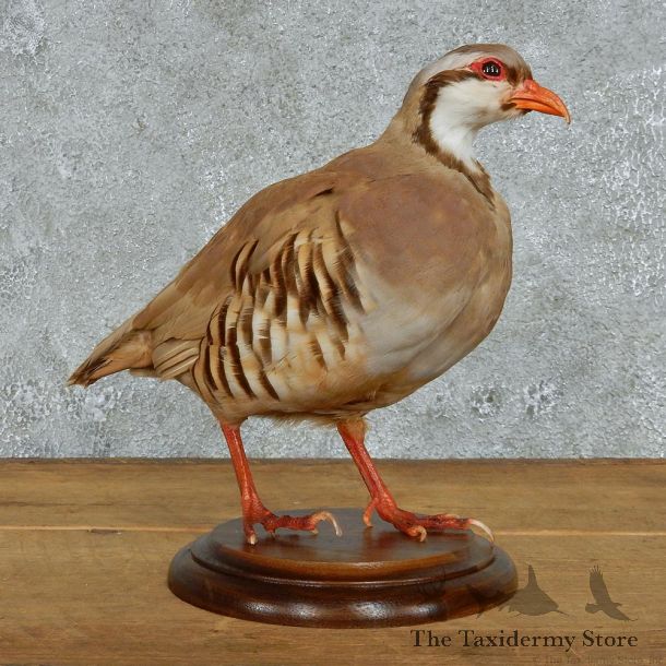 Chukar Partridge Life Size Taxidermy Mount #13098 For Sale @ The Taxidermy Store
