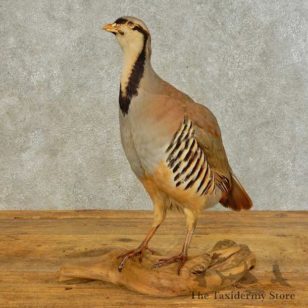 Chukar Partridge Bird Mount For Sale #16506 @ The Taxidermy Store